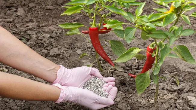 How to Grow Bell Pepper Plants: A Comprehensive Guide for Gardeners