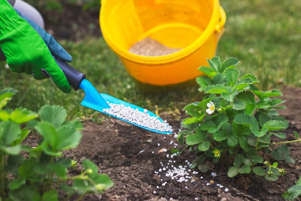 How to Grow Strawberry Plants: Tips and Tricks for a Bountiful Harvest