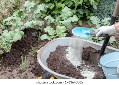 How to Grow a Broccoli Plant: Expert Advice for Thriving Broccoli