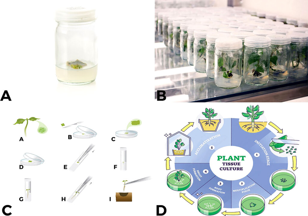 Step-by-Step Guide to Plant Formation: Learn How Plants Grow