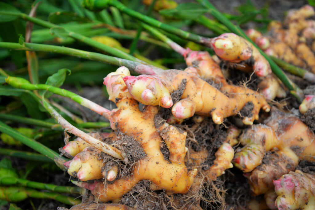 How to Grow Ginger Plant at Home: Essential Steps and Care