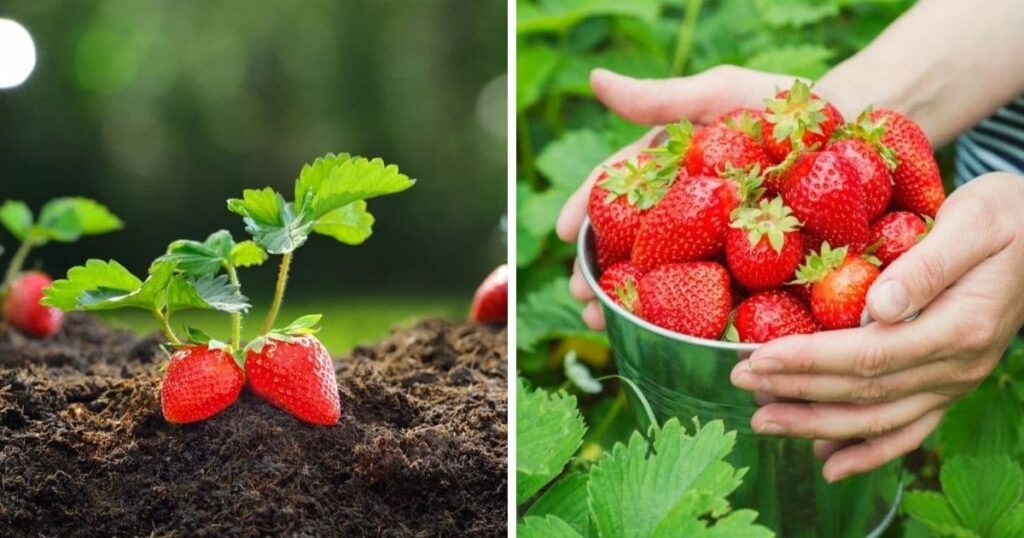 How to Grow Strawberry Plants: Tips and Tricks for a Bountiful Harvest