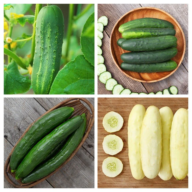 How to Grow Cucumber Plants: A Complete Guide for Beginners