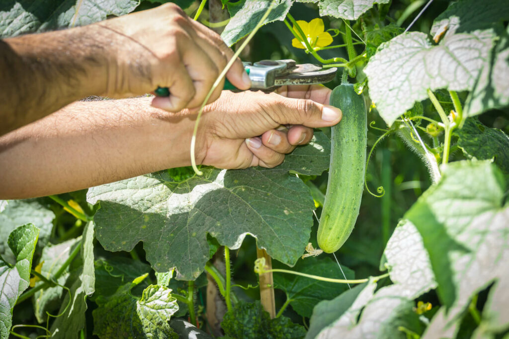 How to Grow Cucumber Plants: A Complete Guide for Beginners