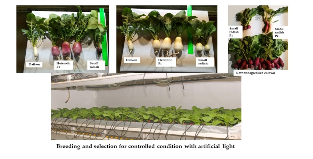 Radish Growing Tips: Best Practices for Fast and Flavorful Growth