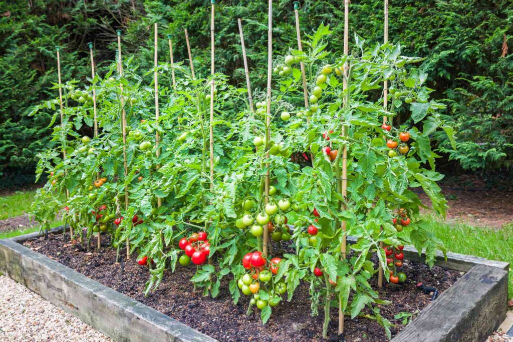 Tomato Plant Care: How to Grow and Maintain Healthy Tomatoes