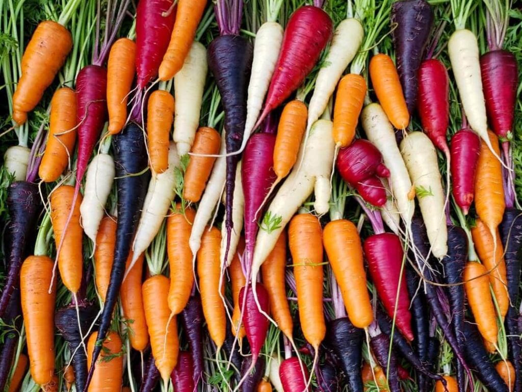 Carrot Planting Tips: A Comprehensive Guide to Growing Delicious Carrots