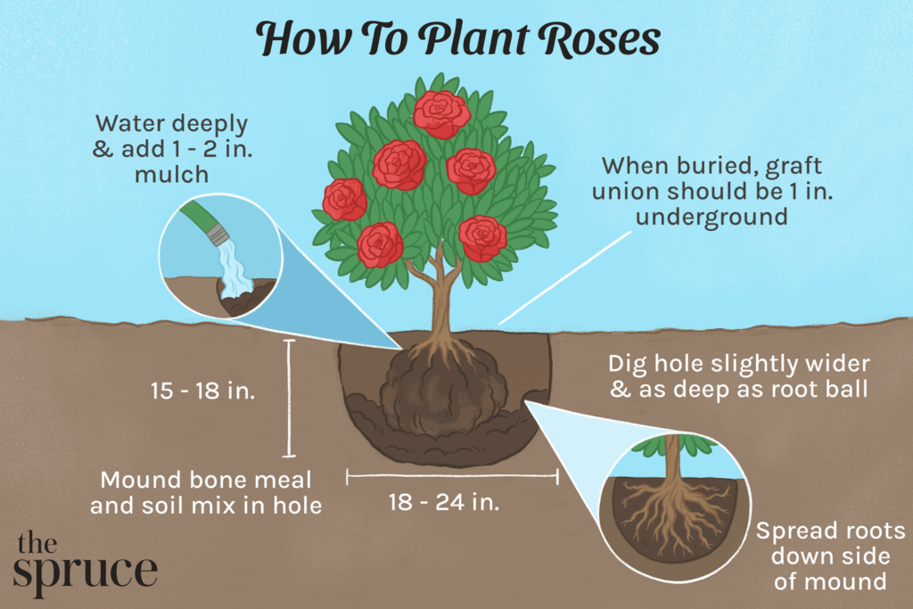 How to Grow Rose Plants: Step-by-Step Guide for Thriving Roses