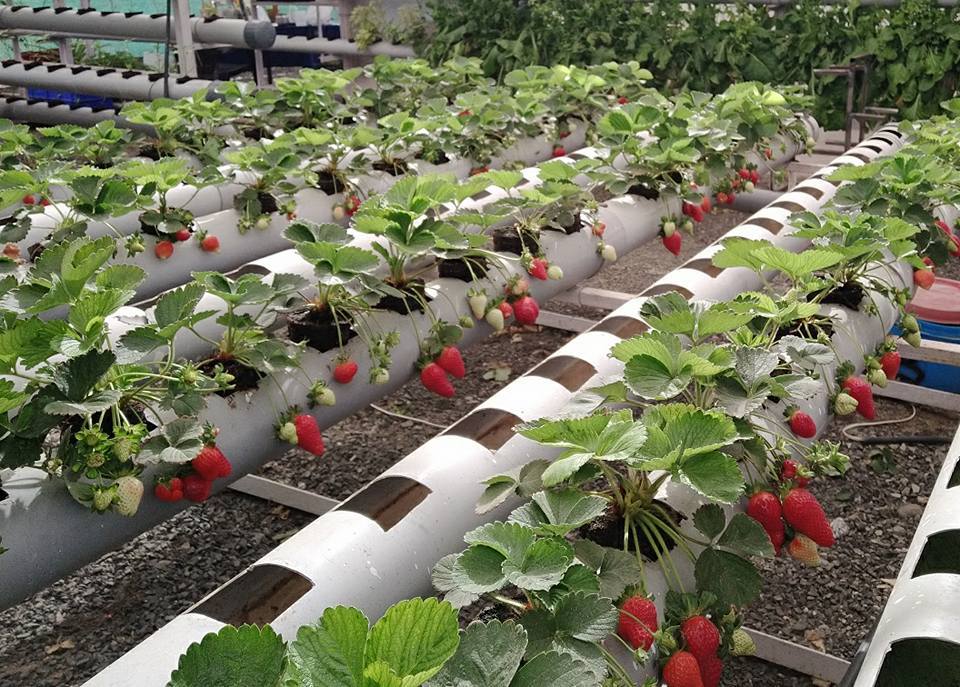 How to Grow Strawberry Plants: Tips and Tricks for a Bountiful Harvest