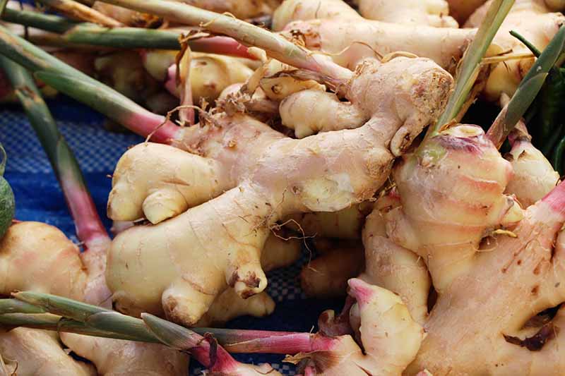 How to Grow Ginger Plant at Home: Essential Steps and Care