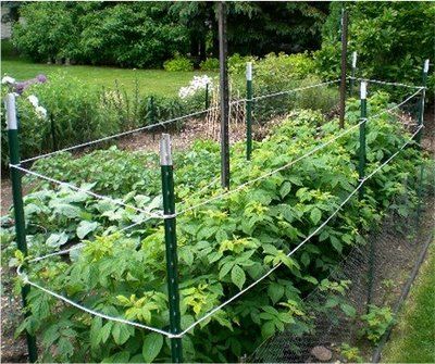 How to Grow Raspberry Plants: A Comprehensive Guide