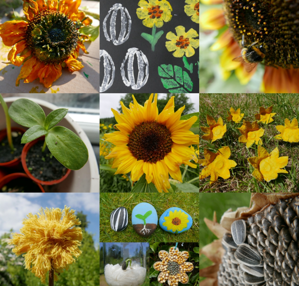 Sunflower Growing Tips: How to Grow Healthy and Beautiful Sunflowers