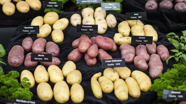 How to Grow Potato Plants: A Comprehensive Guide