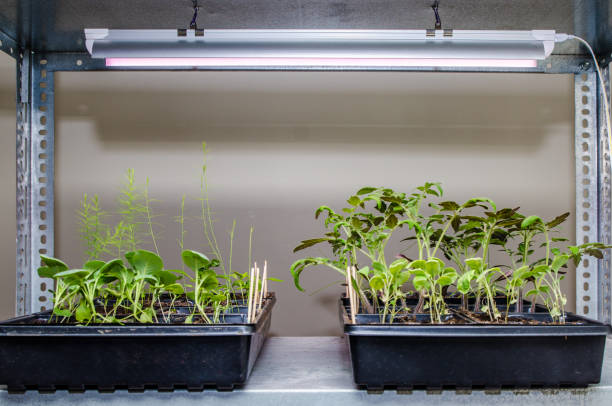 Effective Methods for Faster Plant Growth: Secrets from a Green Thumb Expert