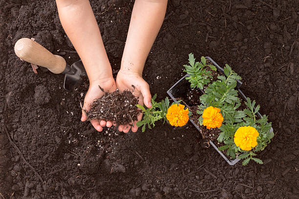 Marigold Plant Care: How to Grow and Maintain Stunning Marigolds