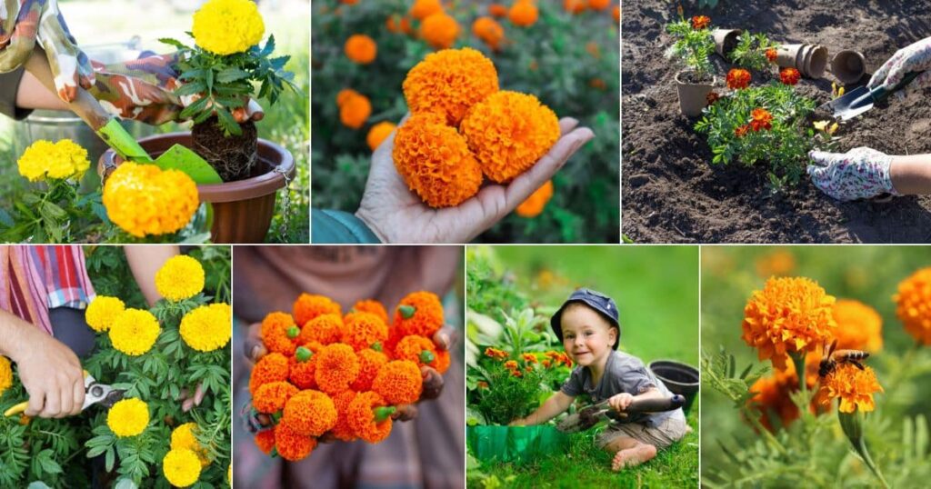 Marigold Plant Care: How to Grow and Maintain Stunning Marigolds