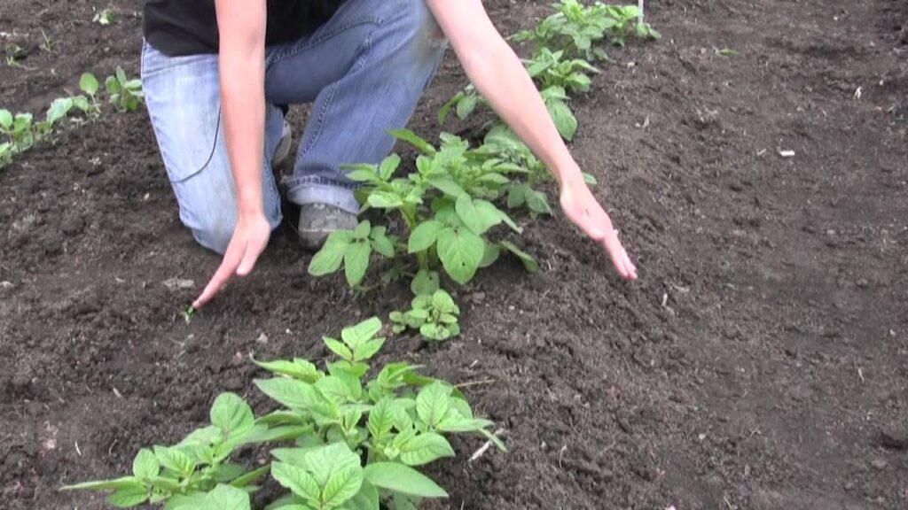 How to Grow Potato Plants: A Comprehensive Guide