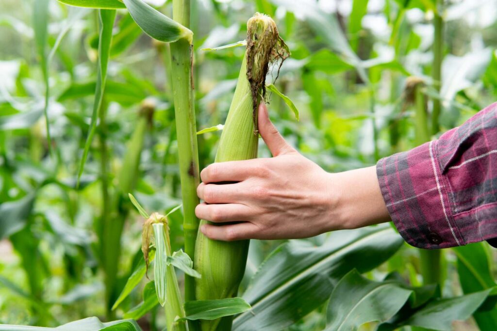 How to Grow a Corn Plant: Essential Steps and Care