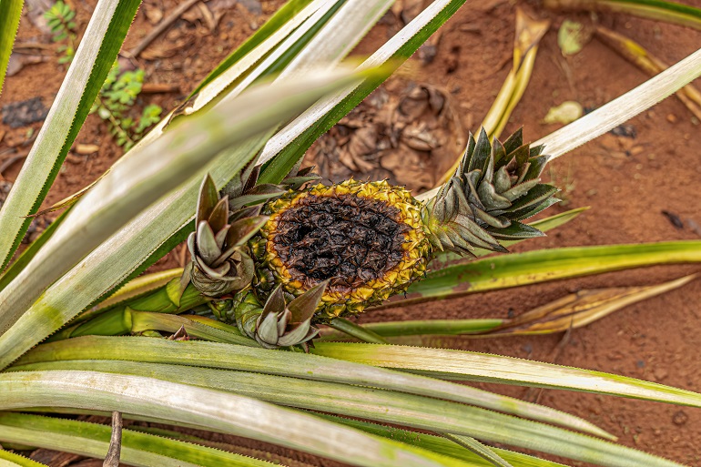 How to Grow a Pineapple Plant: Expert Advice for Thriving Pineapples