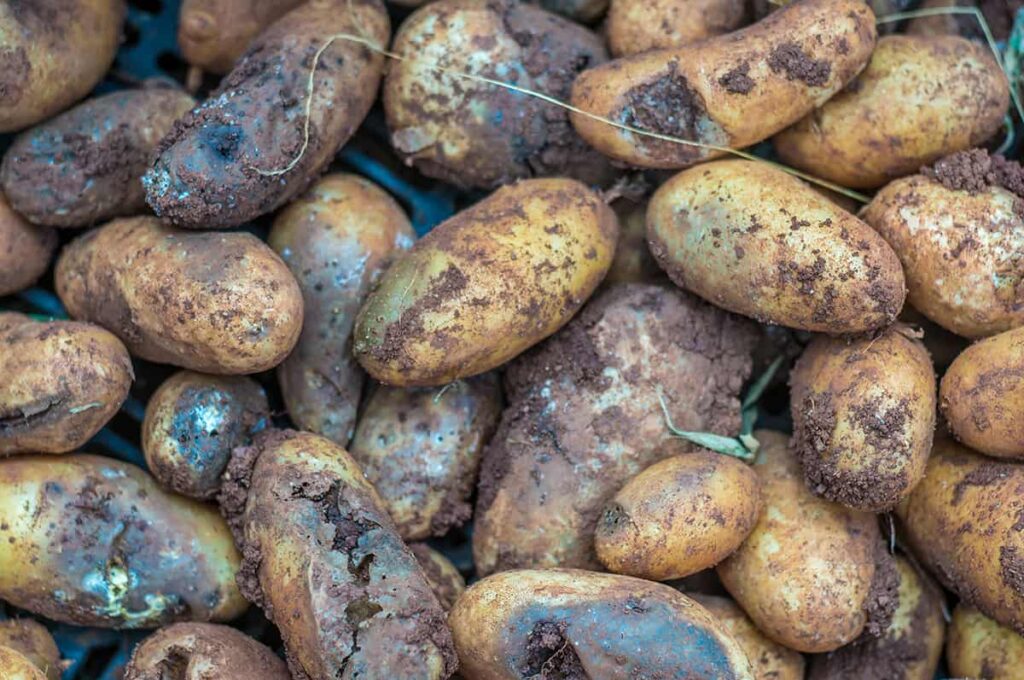 How to Grow Potato Plants: A Comprehensive Guide