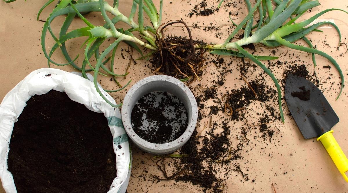 How to Grow Aloe Vera Plant: From Planting to Harvesting