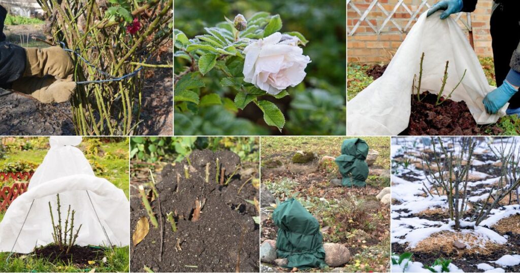 How to Grow Rose Plants: Step-by-Step Guide for Thriving Roses