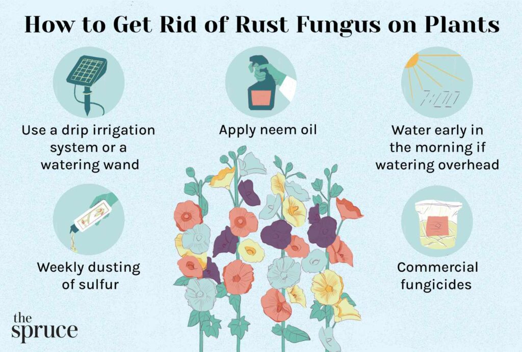 Best Treatments for Fungal Plant Diseases: A Gardener's Guide to Healthy Plants