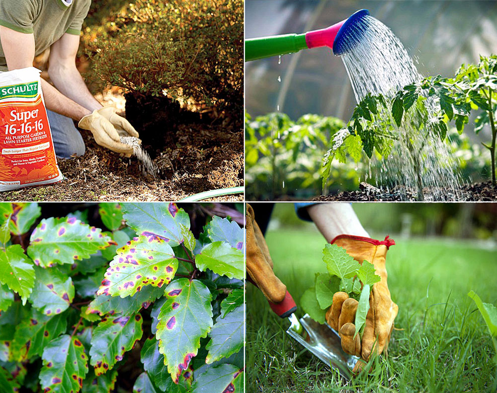 How to Prevent Common Plant Diseases: A Gardener's Guide to Healthy Plants