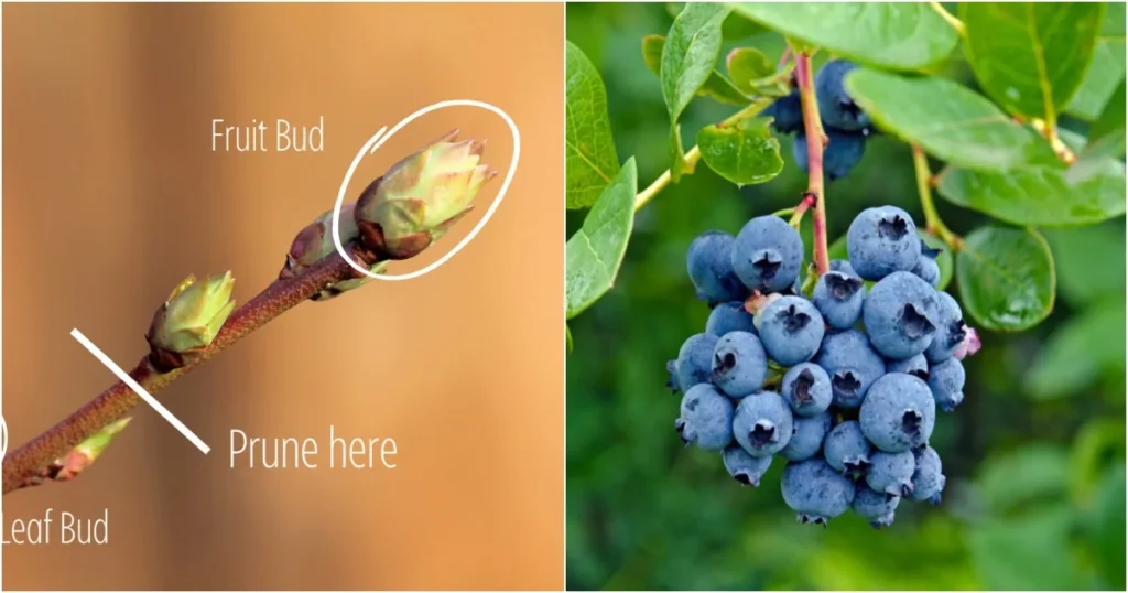 How to Grow Blueberry Plants: Expert Advice for Thriving Berries