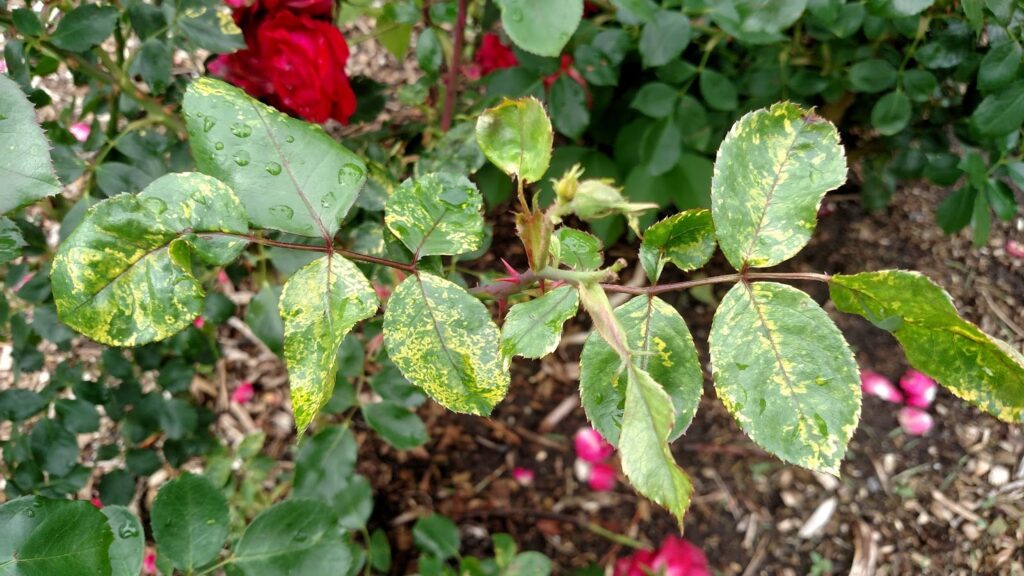 Rose Plant Diseases Treatment: Prevent and Cure