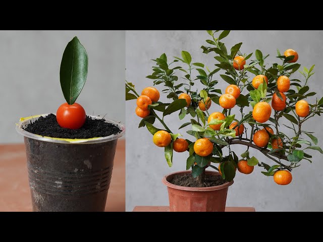 How to Grow Orange Plant: Expert Advice for Thriving Oranges