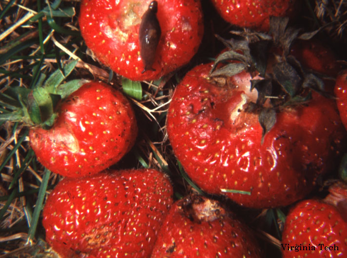 How to Grow Strawberry Plants: Tips and Tricks for a Bountiful Harvest