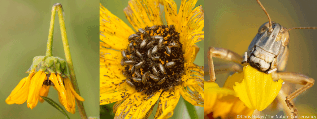 Sunflower Growing Tips: How to Grow Healthy and Beautiful Sunflowers