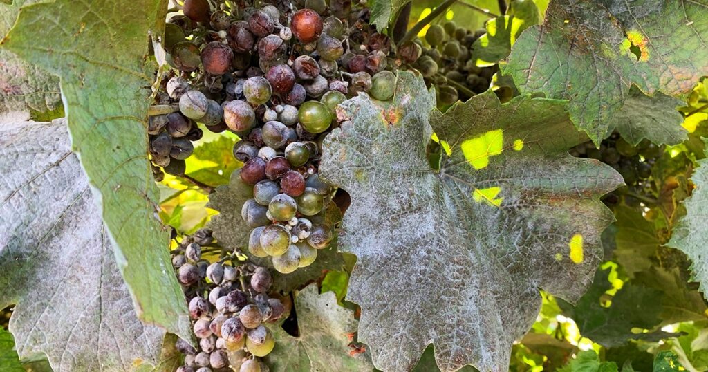 How to Grow Grapes Plant at Home: A Comprehensive Guide