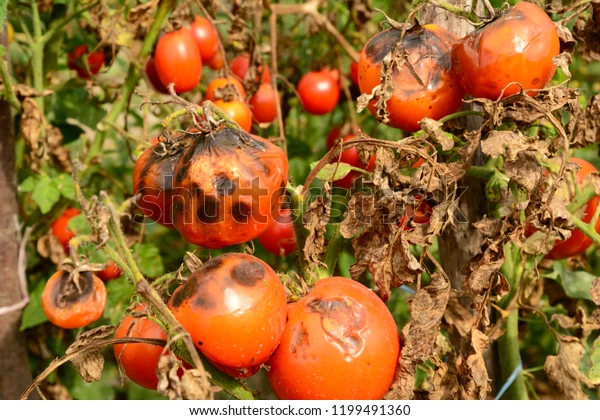 Tomato Plant Care: How to Grow and Maintain Healthy Tomatoes