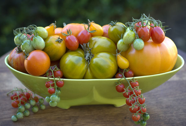 Tomato Plant Care: How to Grow and Maintain Healthy Tomatoes