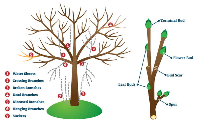 How to Improve Plant Growth