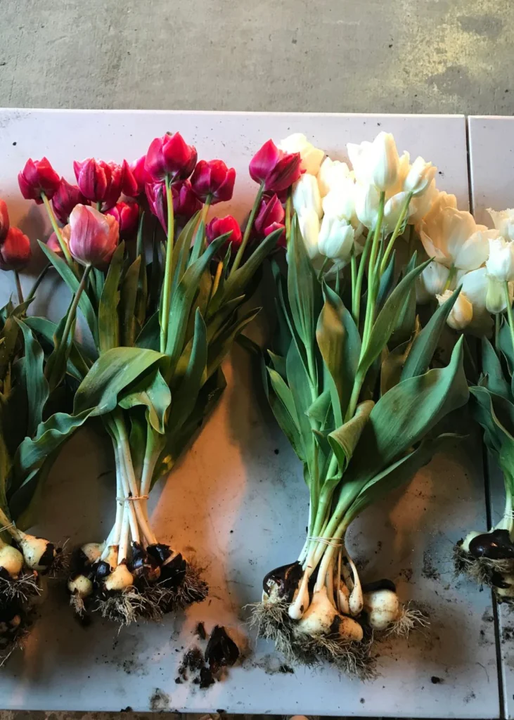 Tulip Planting Tips: How to Grow Vibrant Tulips