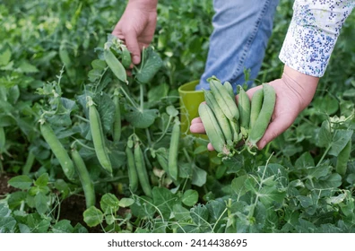 how to grow pea plants