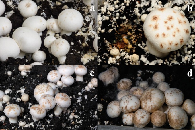 How to Grow Mushrooms: Expert Tips for a Bountiful Harvest