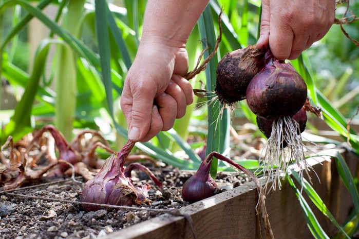 How to Grow Onion: Expert Advice for Thriving Onions