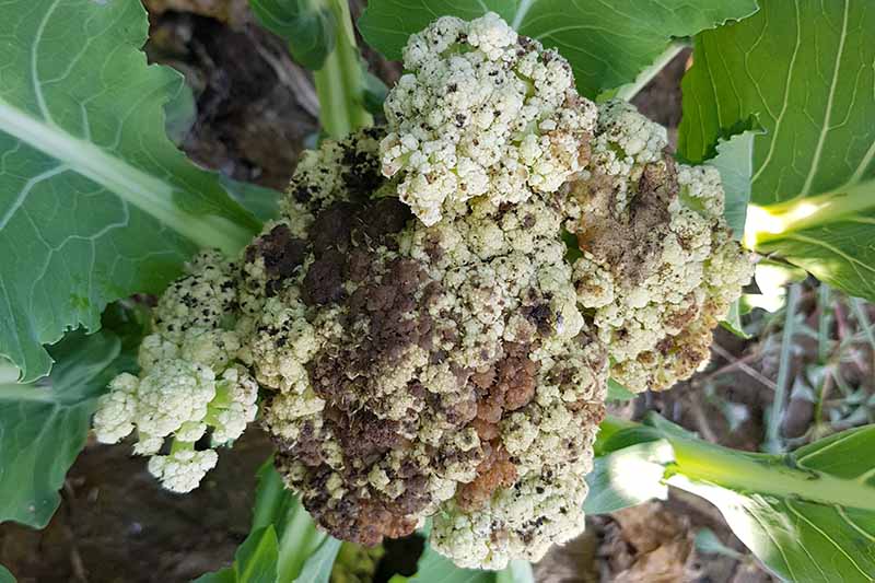 How to Grow Cauliflower: A Gardener's Guide to Bountiful Harvests