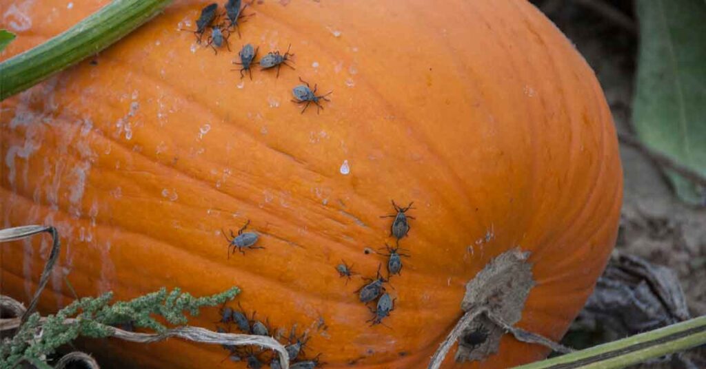 How to Grow Pumpkins: Tips for a Bountiful Harvest