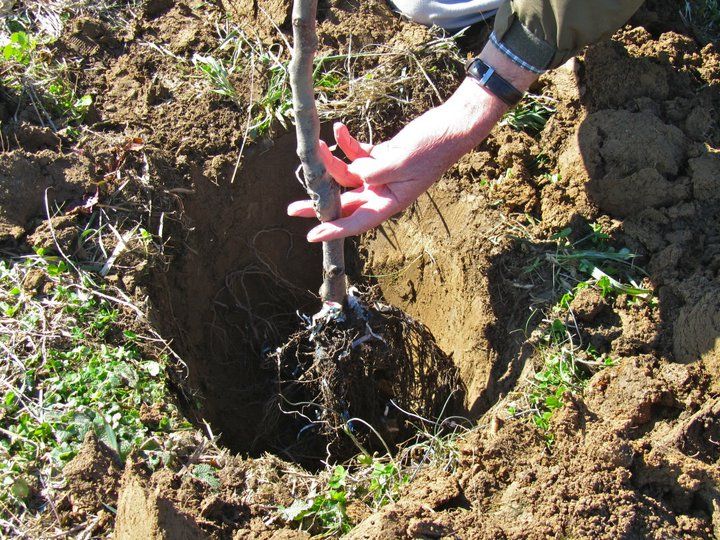 How to Grow Peach Plants: A Complete Guide for Beginners