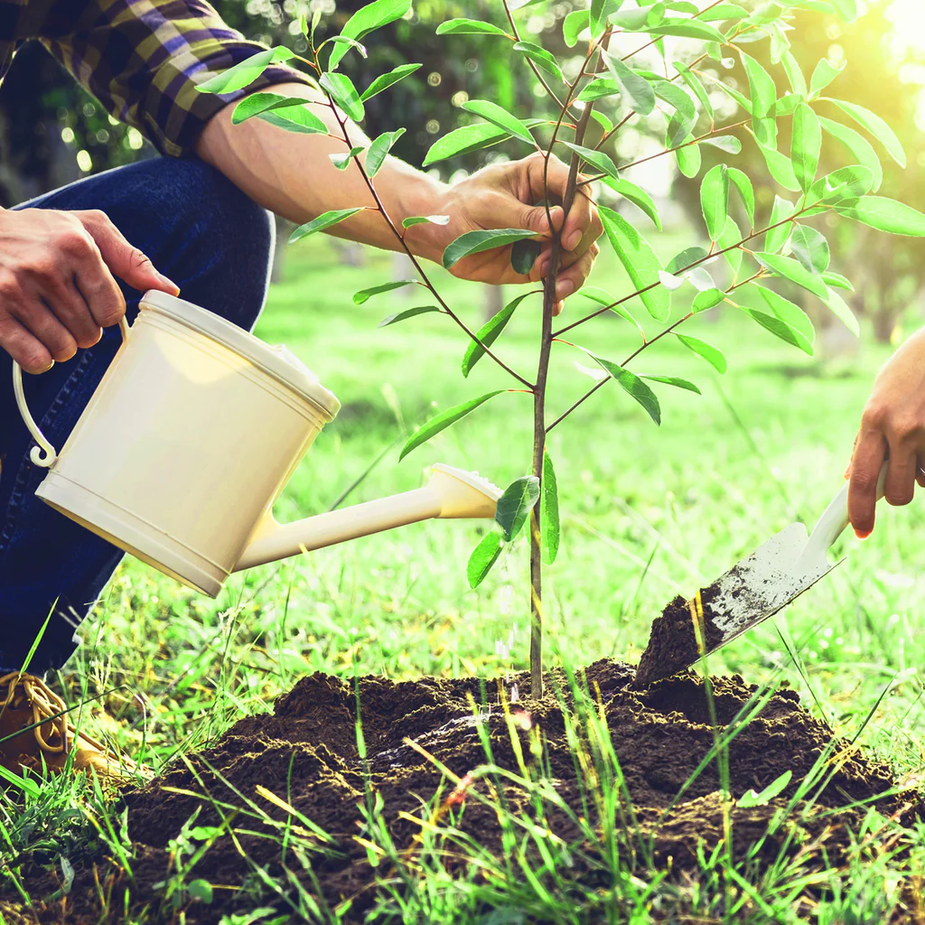 How to Grow Peach Plants: A Complete Guide for Beginners