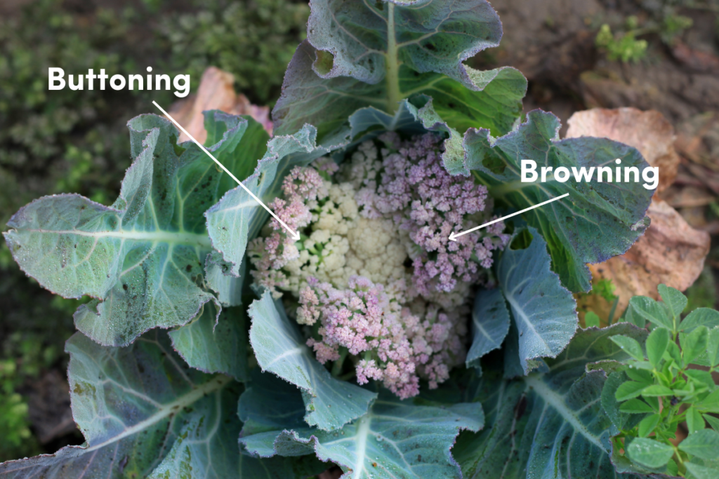 How to Grow Cauliflower: A Gardener's Guide to Bountiful Harvests