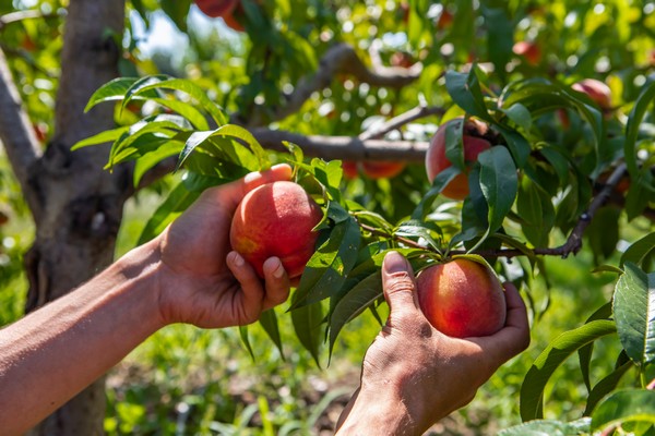 How to Grow Peach Plants: A Complete Guide for Beginners