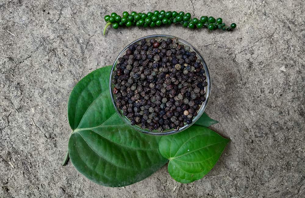 How to Grow Peppercorn Plant: Expert Advice for Thriving Peppercorns