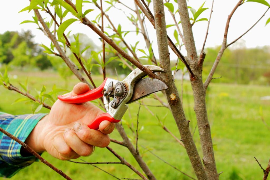 How to Grow Peach Plants: A Complete Guide for Beginners