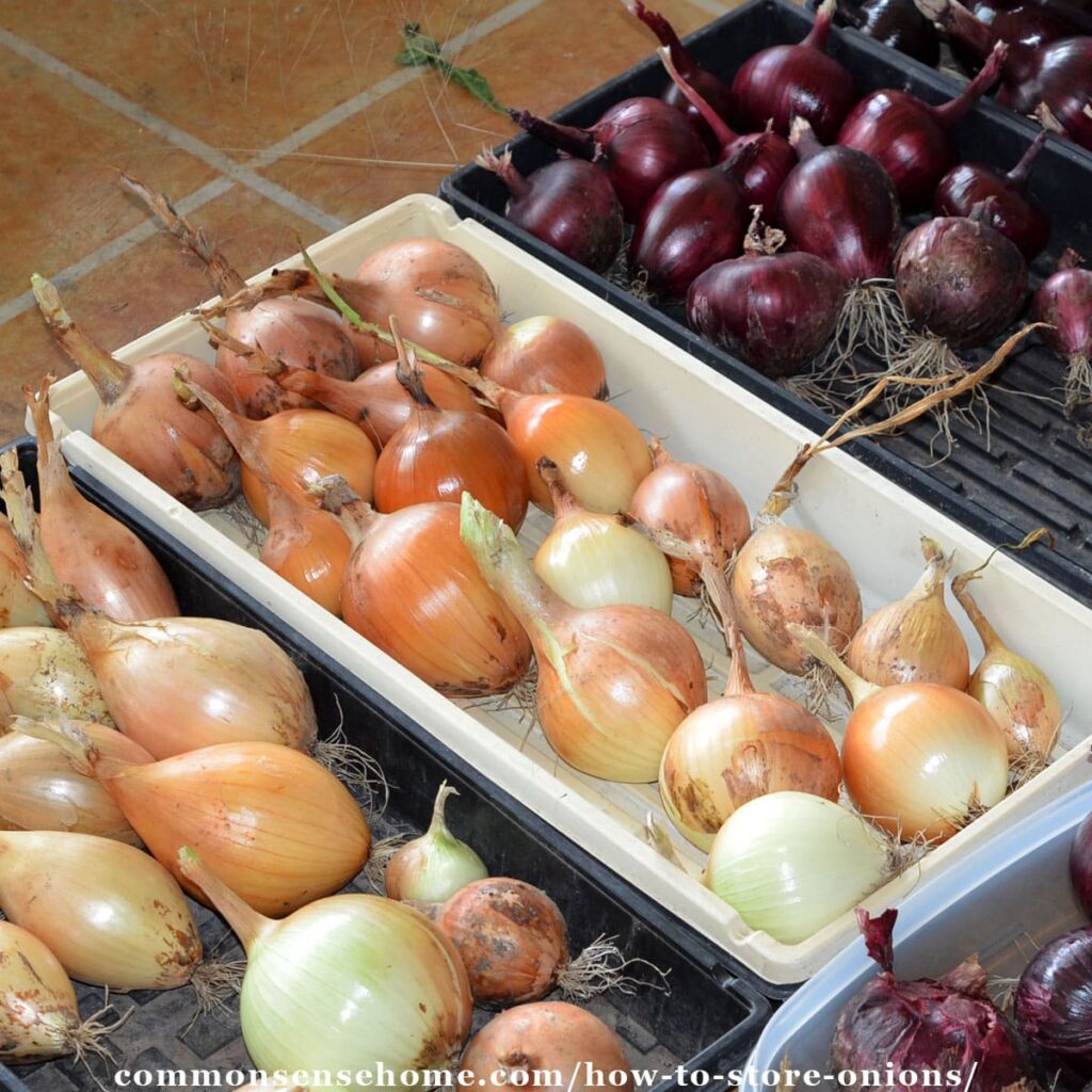 How to Grow Onion: Expert Advice for Thriving Onions